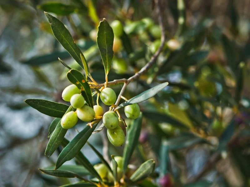 Olive Oil Tourism in Tunisia: A Journey Through the Land of the Olive Tree